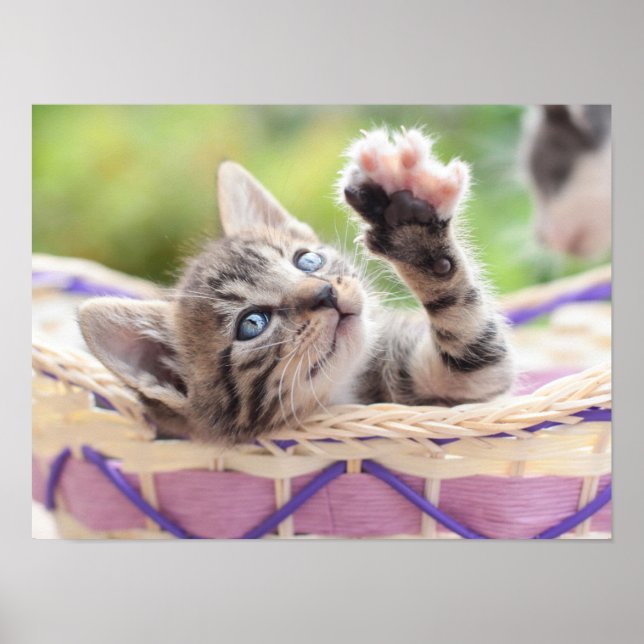 Kitten In A Basket Poster (Vorne)
