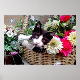 Kitten in a Basket Poster