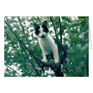 Kitten in einem Apfelbaum