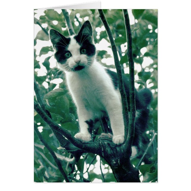 Kitten in einem Apfelbaum (Vorne)