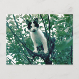 Kitten in einem Apfelbaum Postkarte