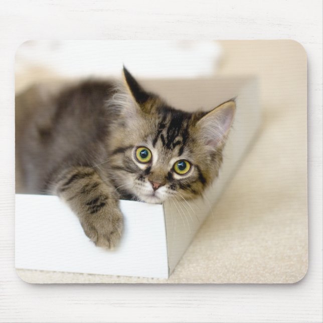 Kitten in einem Box-Mousepad Mousepad (Vorne)