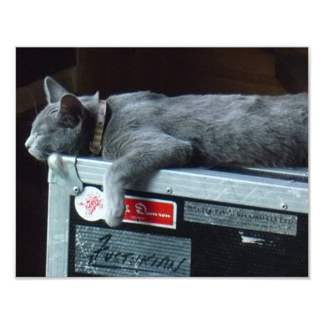 Kitten in einem Straßenfall Fotodruck (Vorne)