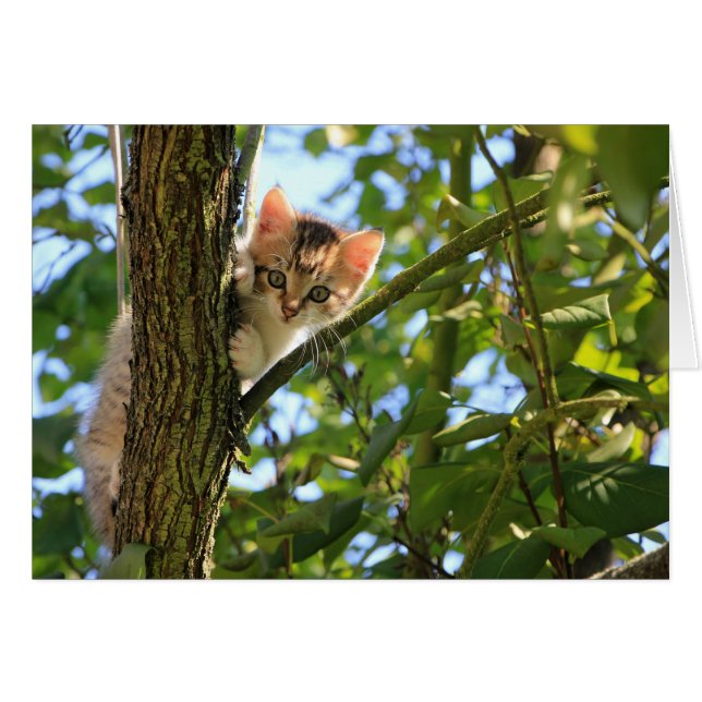 Kitten in Tree (Vorderseite (Horizontal))
