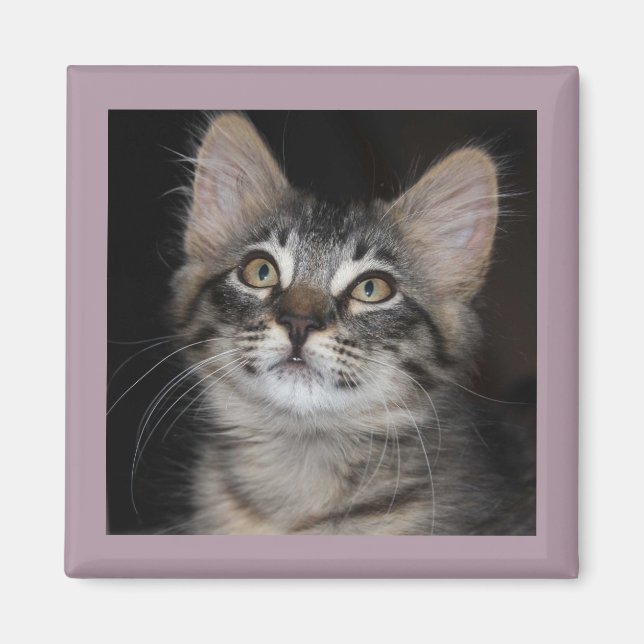 Kitten Innnocence Magnet (Vorne)