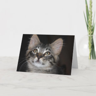 Kitten Innocence Anniversary Card Karte