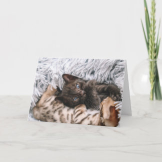 Kitten Karte
