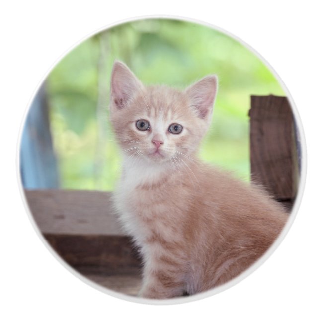 Kitten Keramikknauf (Vorderseite)