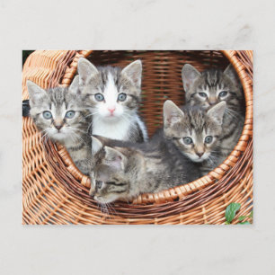 Kitten Kitty Cat Cute Fun Postcard Postkarte
