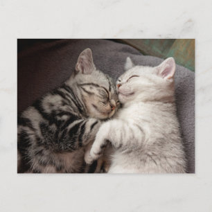 Kitten Kitty Chat jolie carte postale