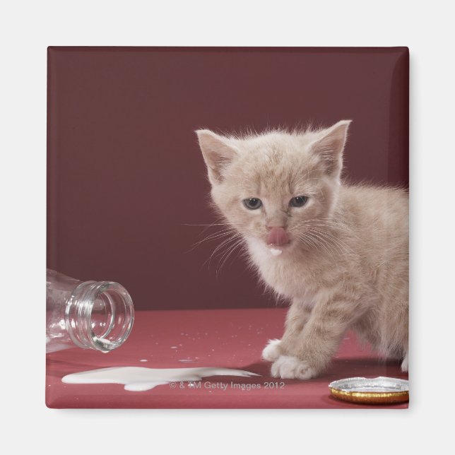 Kitten leckende Milch aus Flasche Magnet (Vorne)
