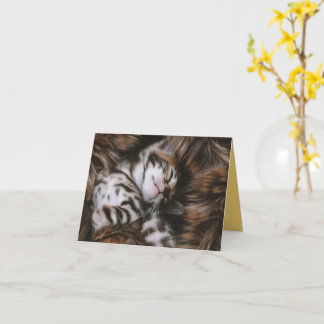 Kitten Liebe Karte