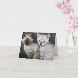 Kitten Liebe Karte