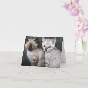 Kitten Liebe Karte