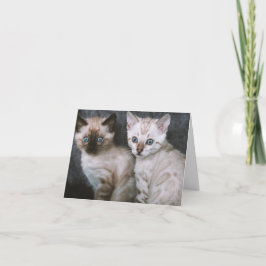 Kitten Liebe Karte