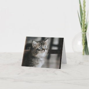 Kitten Liebe Karte