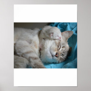 Kitten Liebe Poster