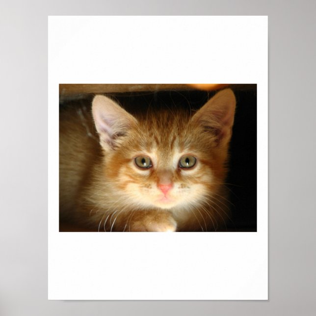 Kitten Liebe Poster (Vorne)