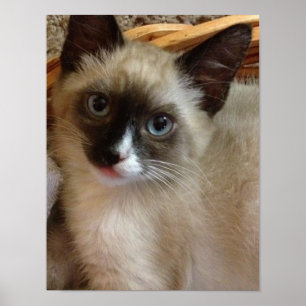 Kitten Liebe Poster