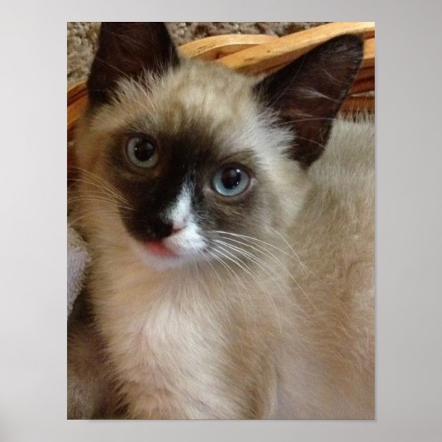 Kitten Liebe Poster (Vorne)