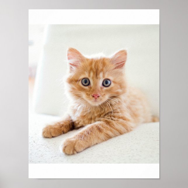 Kitten Liebe Poster (Vorne)