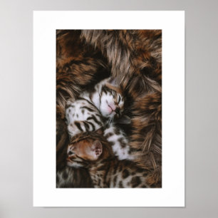 Kitten Liebe Poster