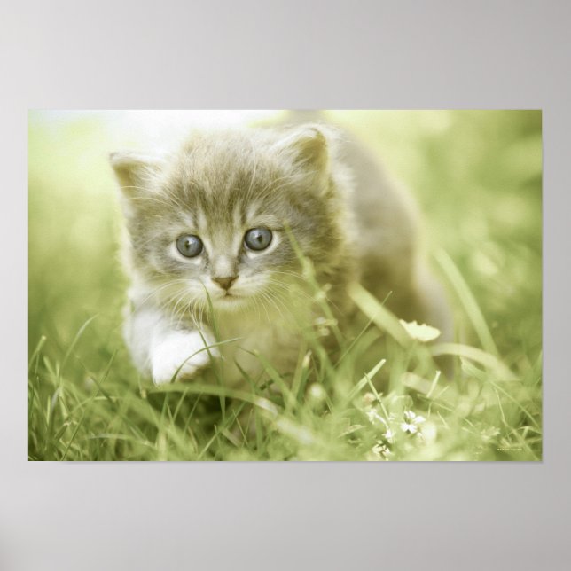 Kitten macht Schritte im Gras Poster (Vorne)