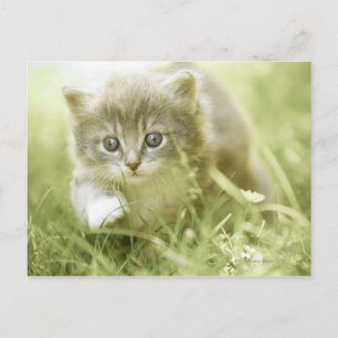 Kitten macht Schritte im Gras Postkarte
