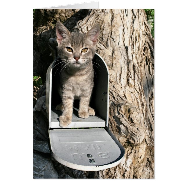 Kitten mail (Vorne)
