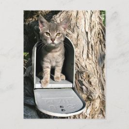 Kitten mail postkarte