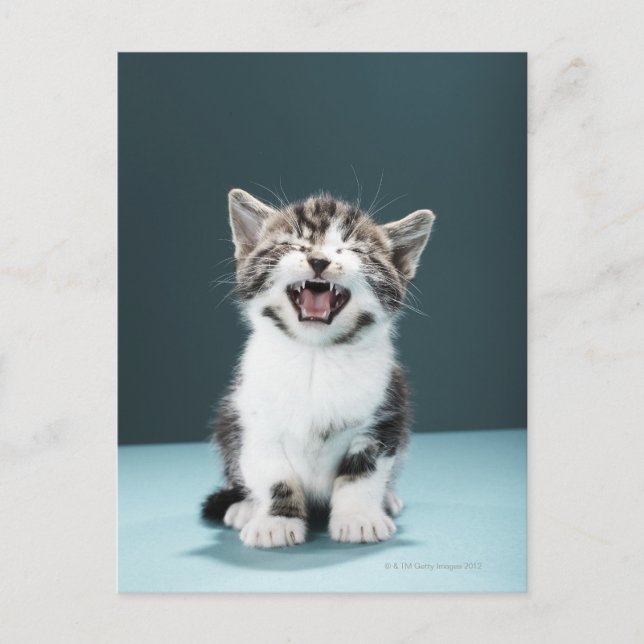 Kitten Mäsion Postkarte (Vorderseite)