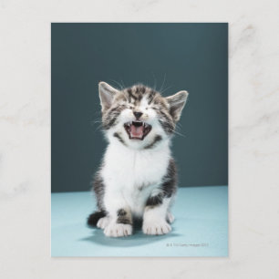Kitten Mäsion Postkarte