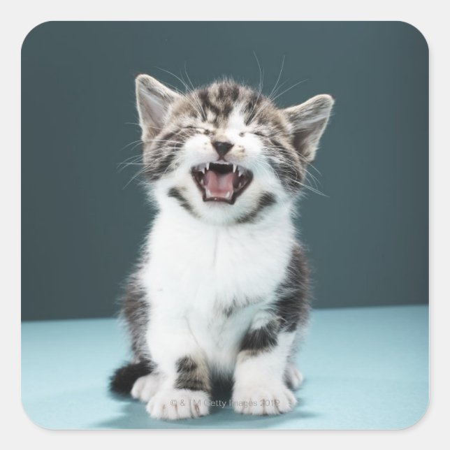 Kitten Mäsion Quadratischer Aufkleber (Vorderseite)
