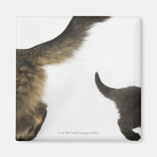 Kitten mit Blick auf den Schwanz seiner Mutter Magnet (Vorne)