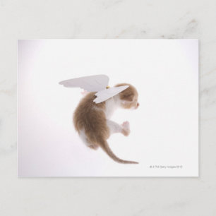 Kitten mit Engelflügeln an der Rückseite, hinten Postkarte