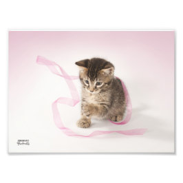 Kitten mit Ribbon Fotodruck