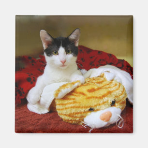 Kitten mit Toy Tiger Magnet