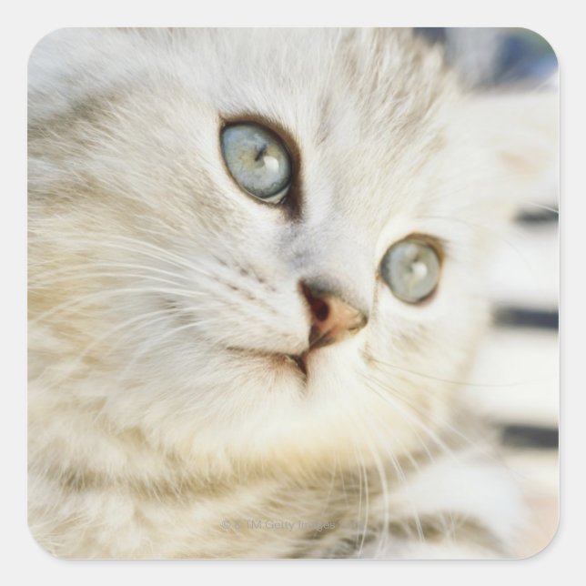 Kitten, nah-up 2 quadratischer aufkleber (Vorderseite)