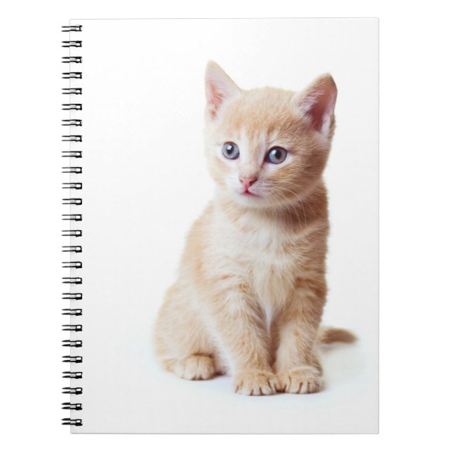 Kitten Notebook Notizblock (Vorderseite)