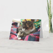 kitten obtenir carte de puits #2