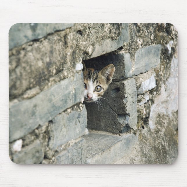Kitten Peeking out Wall, Yangshuo, Guangxi Mousepad (Vorne)