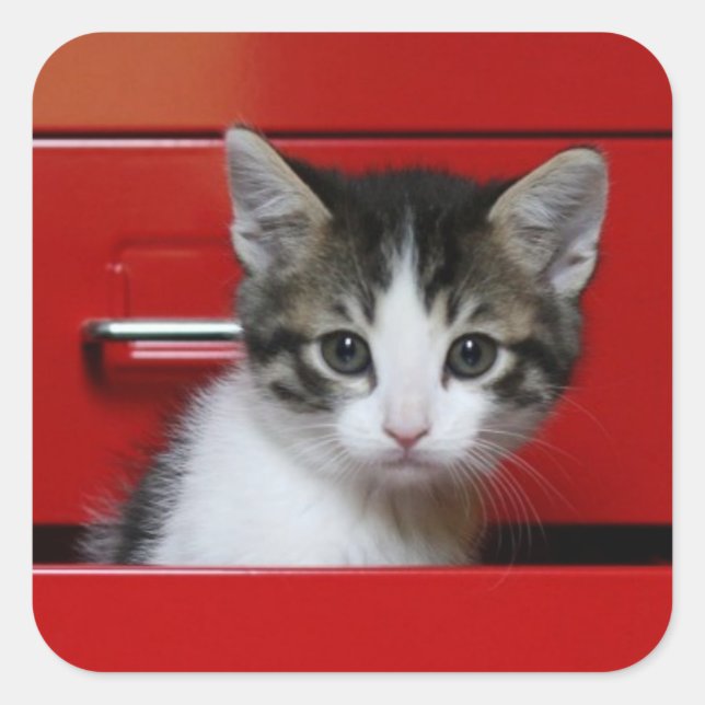 Kitten Peeking Quadratischer Aufkleber (Vorderseite)