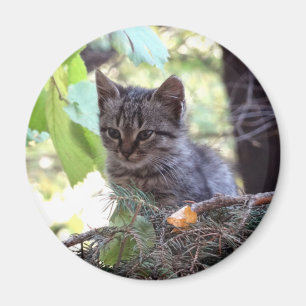Kitten Photo Baby Chat Magnet rond