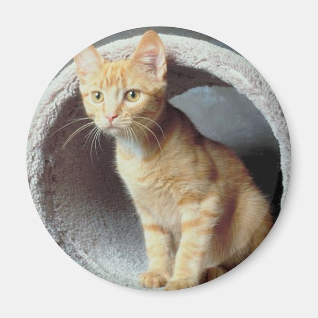 Kitten Play Tunnel Magnet (Vorne)