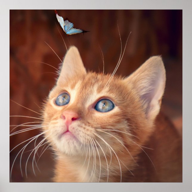 Kitten Poster (Vorne)