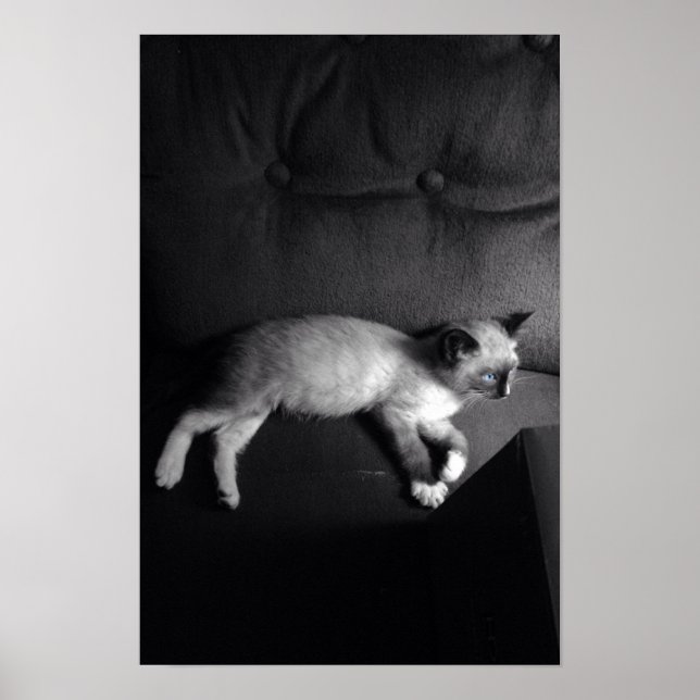 Kitten Poster (Vorne)