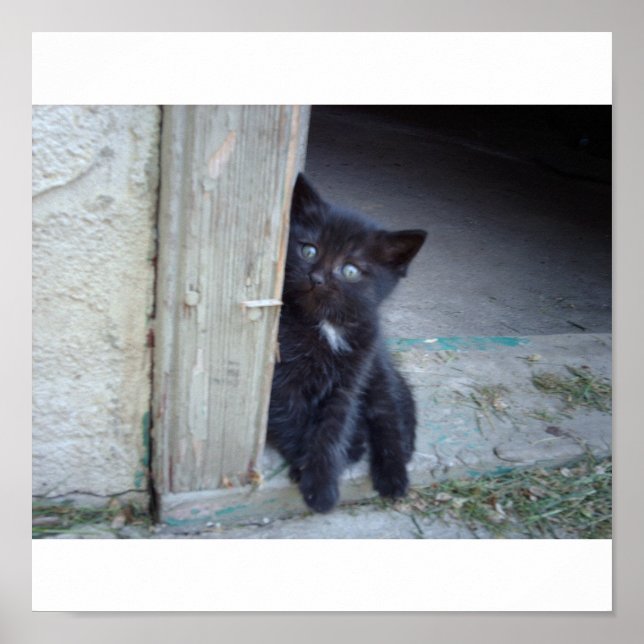 Kitten Poster (Vorne)