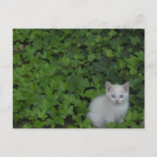 Kitten Postkarte (Vorderseite)