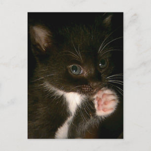Kitten Postkarte