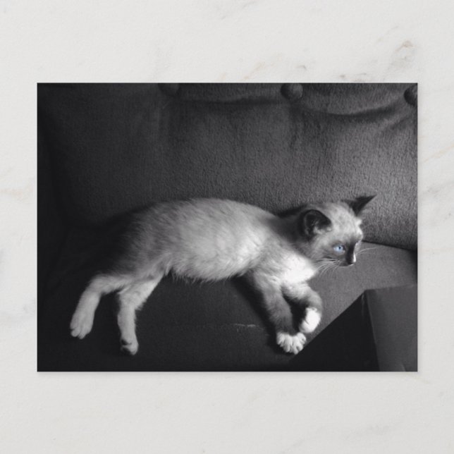 Kitten Postkarte (Vorderseite)